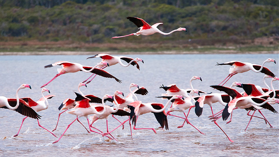 Flamingo flying with its neck and legs extended
