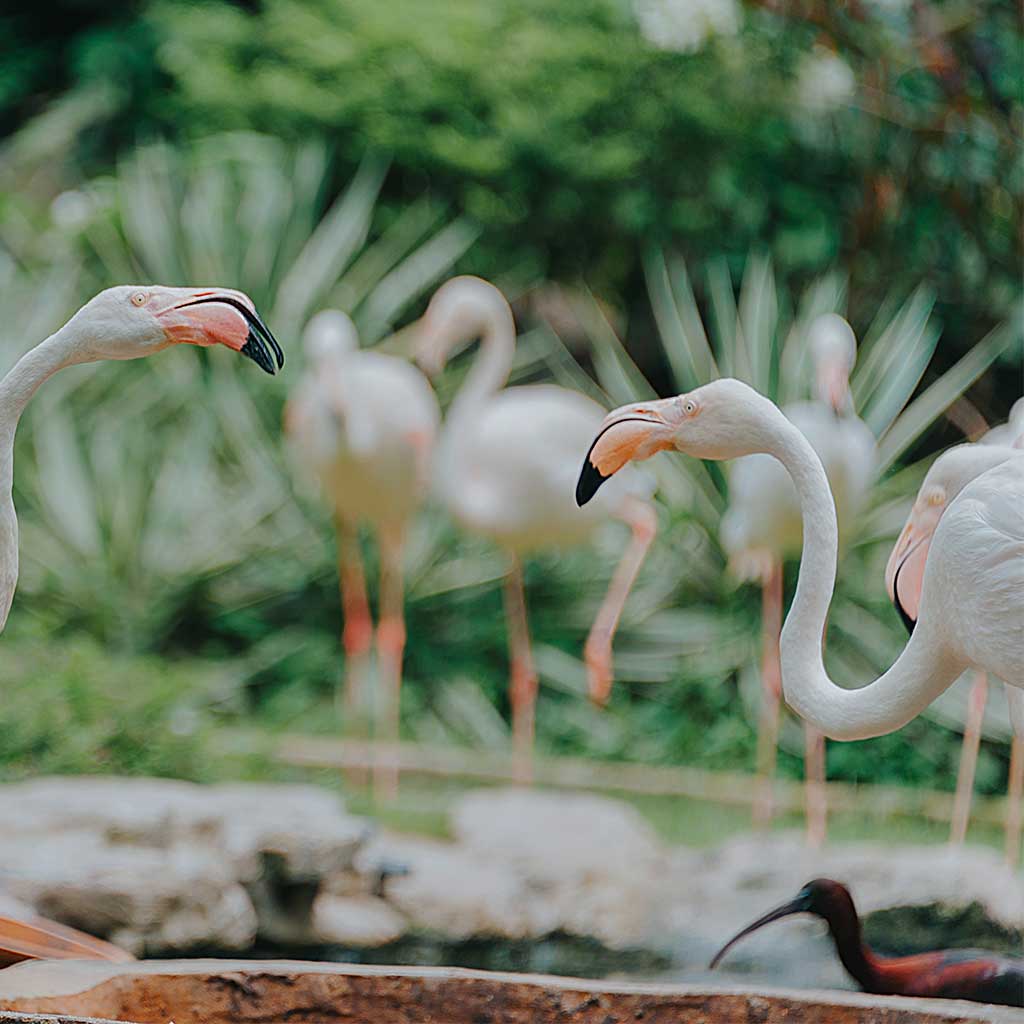 Profile of a flamingo showing its curved bill