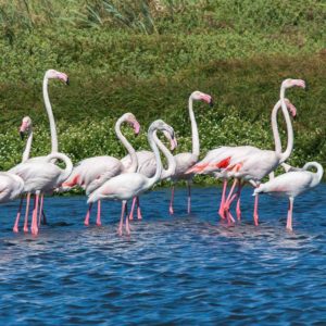 How Do Flamingos Make Babies?