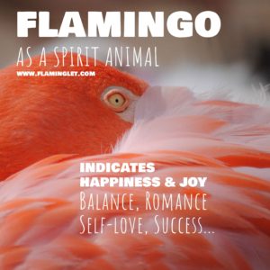 Flamingo Symbolism – What It Means to Dream About a Pink Flamingo?