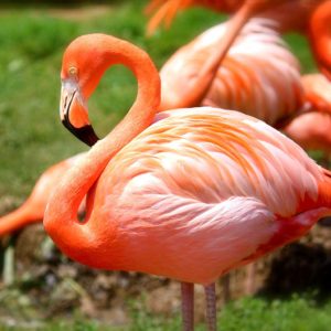 What Does Flamingo Eat?