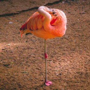 Why Do Flamingos Stand On One Leg?