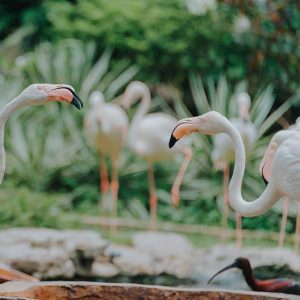 There are 6 flamingo species