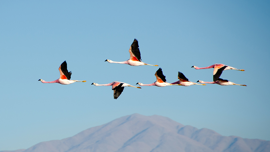 Flamingo flying position