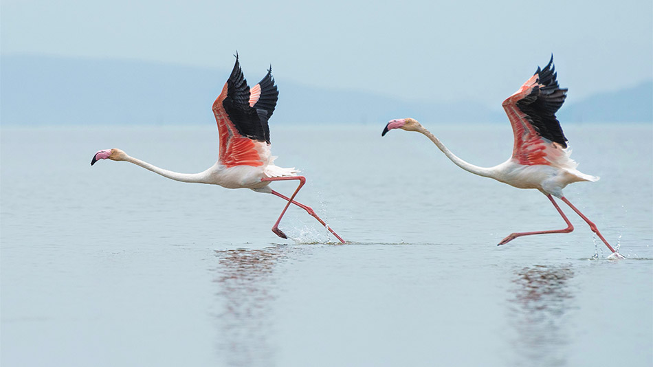 Flamingos takeoff