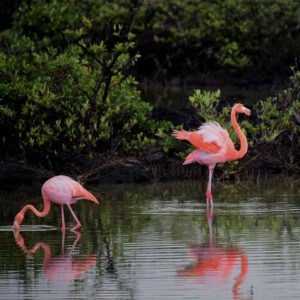 Where Do Flamingos Live? Where to See Them in The Wild?